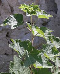 ribes-nigrum