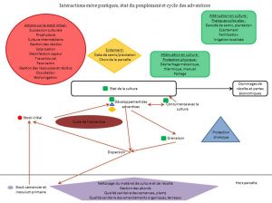 Interactions entre pratiques, état du peuplement et cycle des adventices