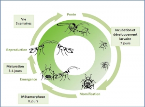 cycle_dev_Aphelinus_abdominalis