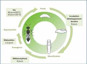 cycle_dvpt_Diglyphus_isaea