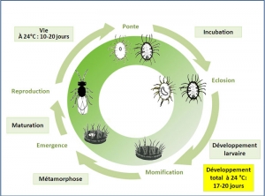 cycle_eretmocerus