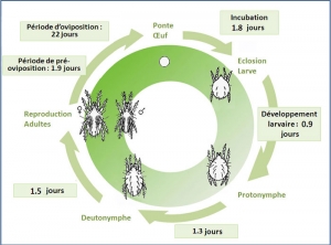 cycle_amblyseius_swirskii
