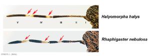 Antennes chez <i>Rhaphigaster nebulosa</i> et <i>Halyomorpha halys</i>.