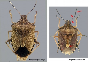 43_Dolycoris_baccarum_JSTR