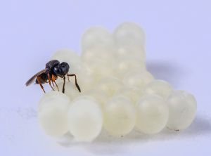 49_Parasito_de_ARS