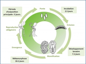 cycle_Aphidoletes_aphidimyza