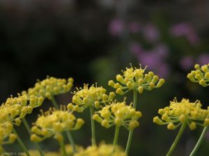 Foeniculum-vulgare6