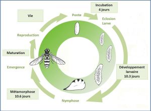 cycle_Episyrphus_balteatus