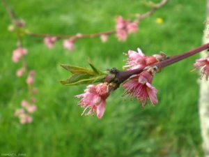 prunus-persica4