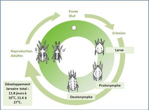 cycle_macrocheles_robustulus