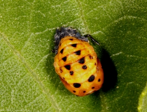 Nymphe de <i>Coccinella septempunctata</i>. Photo de Denis Bourgeois.