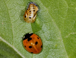 Un adulte de <i>Coccinella septempunctata</i> vient juste de sortir de sa nymphe (au dessus). Photo de Denis Bourgeois.