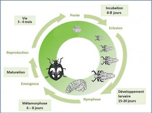 cycle_adalia_decempunctata