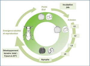 cycle-tricho