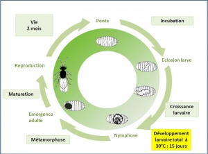 cycle-pachycrepoideus