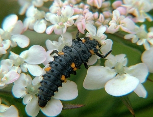 Larve de la coccinelle à septs points, <i>Coccinella septempunctata</i>. Copyright Nature22.com