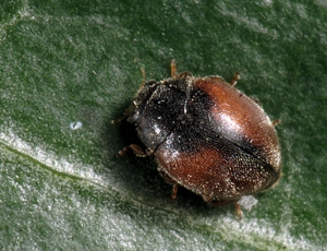 Adulte de la coccinelle <i>Scymnus interruptus</i>.Copyright Nature22.com