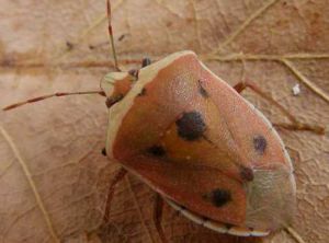 Adulte de <i>Nezara viridula</i> forme orangée <i>aurantica</i>. Photo de J. Bailloux, issue du site Aramel.