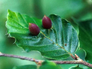 Galles sur feuilles de hêtre