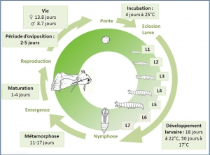 cycle_helicoverpa