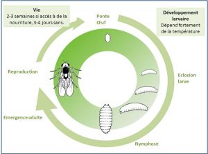 cycle_ Chromatomyia-syngenesiae