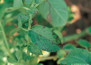 Taches nécrotiques liées à une infection primaire de <i><b>Potato Virus Y<sup>NTN</sup></i></b> (PVY<sup>NTN</sup>, virus Y<sup>NTN</sup> de la pomme de terre) sur feuilles de pomme de terre