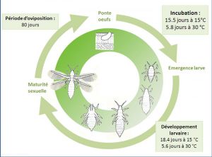 cycle-Echinothrips-americanus