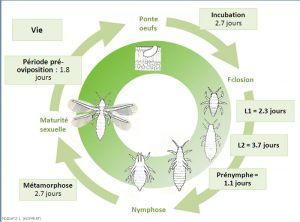 cycle_frankliniella_occidentalis