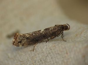 Acrolepiopsis-assectella-adulte