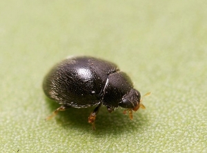 Adulte de <i>Stethorus punctillum</i>. Photo de Gilles San Martin, Wikipedia.org.