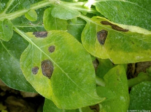 Taches nécrotiques bien délimitées, de taille variable. <i><b>Alternaria</i> sp.</b>