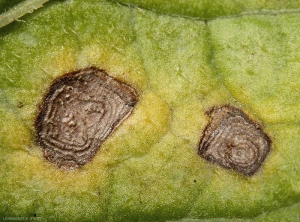 Détail de deux lésions nécrotiques d'alternaria sur feuille de pomme de terre. Notez la présence de motifs concentriques sur les lésions. <i><b>Alternaria</i> sp.</b> (alternariose)