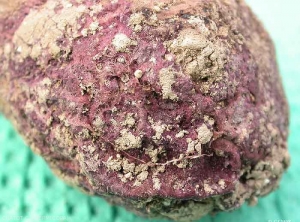 Pourriture externe sur tubercule de pomme de terre atteint de rhizoctone violet (<i><b>Rhizoctonia crocorum</i></b>)