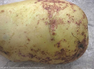 Tubercule de pomme de terre atteint de rhizoctone violet (<i><b>Rhizoctonia crocorum</i></b>), porteur de filaments mycéliens violacés et évoluant en pourriture