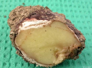 Pourriture interne sur tubercule de pomme de terre atteint de rhizoctone violet (<i><b>Rhizoctonia crocorum</i></b>)