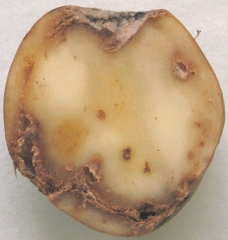 Pourriture de l'anneau vasculaire avec nécroses et exsudat bactérien sur tubercule de pomme de terre. <i><b>Clavibacter michiganensis</i></b> subsp. <i><b>sepedonicus</i></b> (pourriture annulaire)