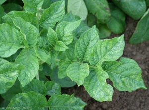 Gros plan de frisolée avec mosaïque déformante, aspect luisant et ondulation du bord des folioles d'une plante de pomme de terre de variété Bintje infectée par le <i><b>Potato Virus Y</i></b> (PVY, virus Y de la pomme de terre)