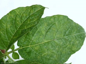 Gros plan de mosaïque plane avec faible déformation foliaire sur plante de pomme de terre de variété Charlotte infectée par l'isolat PVY<sup>O</sup>. <i><b>Potato Virus Y</i></b> (PVY, virus Y de la pomme de terre)