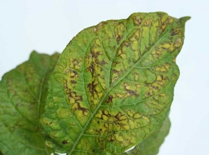 Nécroses sur feuilles de pomme de terre . <i><b>Potato Virus Y</i></b> (PVY, virus Y de la pomme de terre)