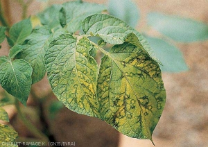 Jaunissement et anneaux nécrotiques parfois observés lors d'infection par le <i><b>Potato Virus Y<sup>NTN</sup></i></b> (PVY<sup>NTN</sup>, virus Y<sup>NTN</sup> de la pomme de terre) sur certaines variétés de pomme de terre (symptômes de type Maritta)