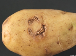 Gros plan sur des arcs nécrotiques provoqués par <i><b>Potato Virus Y<sup>NTN</sup></i></b> (PVY<sup>NTN</sup>, virus Y<sup>NTN</sup> de la pomme de terre) sur tubercule de pomme de terre.