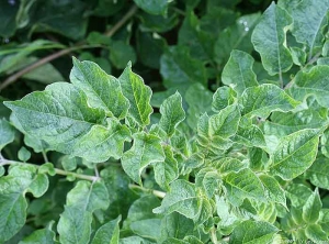 Bouquet terminal d'une plante de pomme de terre infectée par le <i><b>Potato Virus A</i></b> (PVA, virus A de la pomme de terre) avec mosaïque légèrement déformante