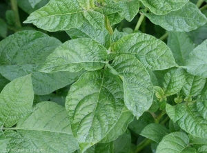 Mosaïque légère traversant les nervures et feuillage brillant sur pomme de terre infectée par <i><b>Potato Virus A</i></b> (PVA, virus A de la pomme de terre)