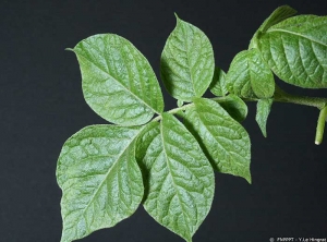 Symptômes sévères sur feuille de pomme de terre provoqués par le <i><b>Potato Virus M</i></b> (PVM, virus M de la pomme de terre) sur une variété, avec déformations foliaires sans enroulement