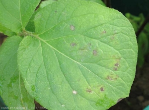 Nécroses et chloroses foliaires sur pomme de terre dues au <i><b>Tobacco Rattle Virus</i></b> (TRV, virus du rattle du tabac)