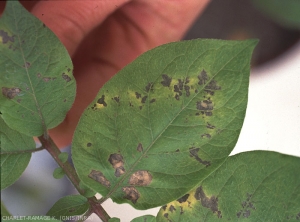 Nécroses et chloroses foliaires sur pomme de terre dues au <i><b>Tobacco Rattle Virus</i></b> (TRV, virus du rattle du tabac)