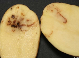 Exemple de diversité de symptômes provoqués par le <i><b>Tobacco Rattle Virus</i></b> (TRV, virus du rattle du tabac) sur tubercules de pomme de terre : arcs et lignes nécrotiques, plus ou moins discontinus ou taches de rouille ou taches liégeuses. 