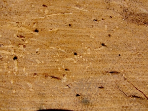 PLATCYL