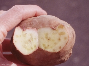 Petites taches translucides dans le tubercule de pomme de terre, au niveau des boursouflures, correspondant à la présence de femelles de <i><b>Meloidogyne</i> spp.</b> (nématodes à galle), et leur masse d'oeufs