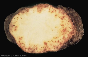 Symptômes internes sur tubercule de pomme de terre évoluant en taches nécrotiques, avec parfois comme ici des colorations intense brunes à rougeâtres. Cas de <i><b>Meloidogyne chitwoodi</i></b> (nématodes à galle) 